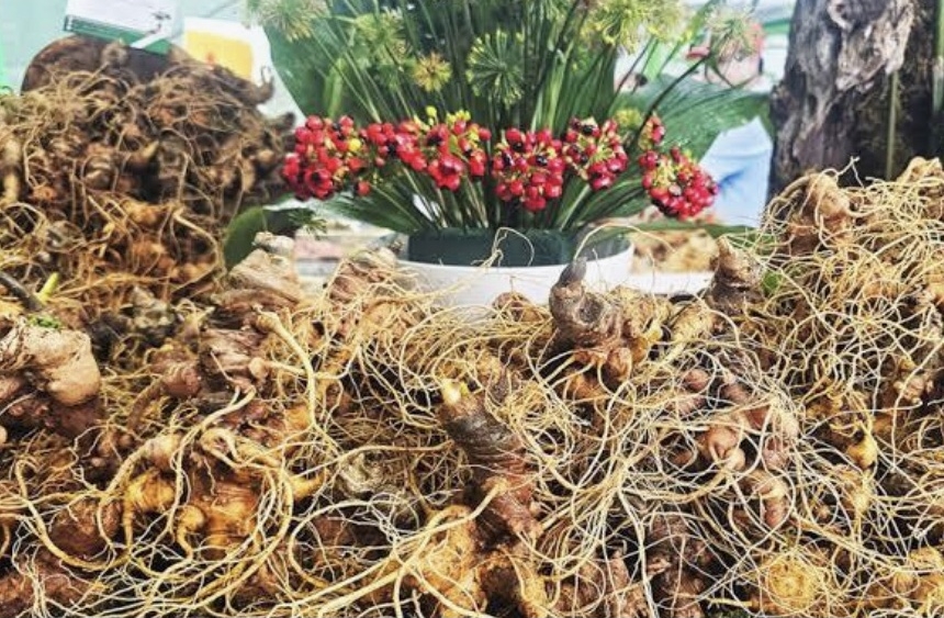 Sâm củ trưng bày-bán tại Lễ hội Sâm Ngọc Linh năm 2025.